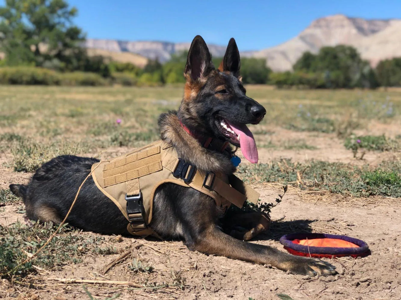 Military Large Dog Harness Collar and Leash