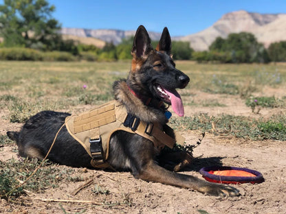 Military Large Dog Harness Collar and Leash